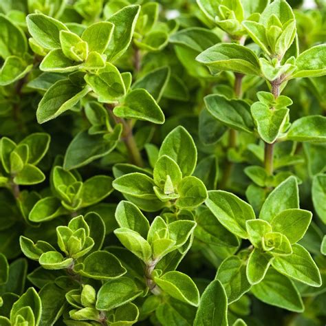 Heirloom Oregano Seeds – Aromatic Herb for Teas and Mediterranean Dishes