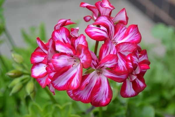 Red & White Geranium Flower seeds for Planting - Vibrant Colors, Heirloom & GMO Free Seeds for Home Garden