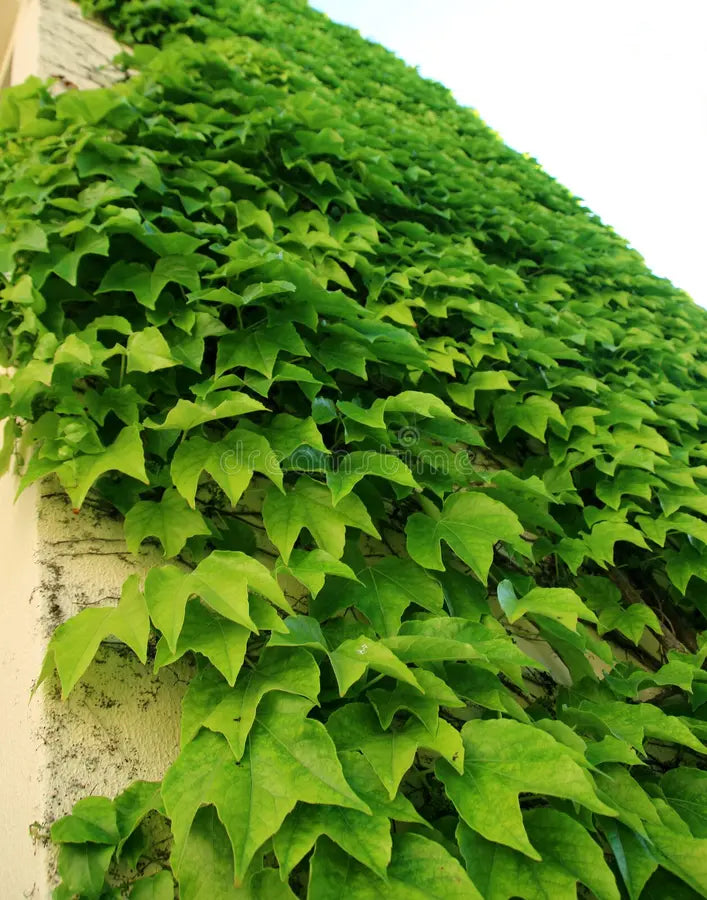 Ivy Flower seeds for Planting - Wildflower Mix, Heirloom & GMO Free Seeds for Home Garden