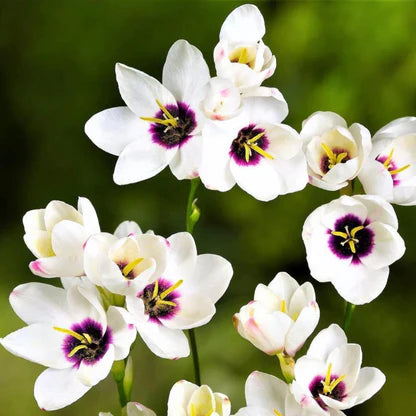 White Sparaxis Tricolor Flower seeds for Planting - Low Maintenance, Heirloom & GMO Free Seeds for Home Garden