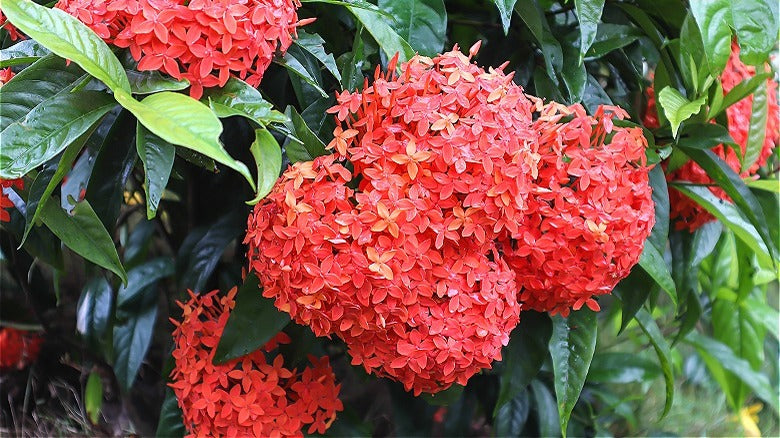 Hydrangea Orange Flower seeds for Planting - Wildflower Mix, Heirloom & GMO Free Seeds for Home Garden