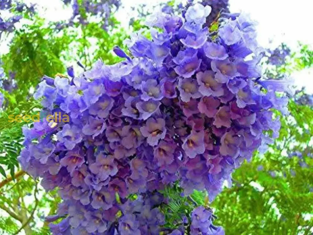 Jacaranda Flower Seeds For Planting  Create A Vibrant Garden