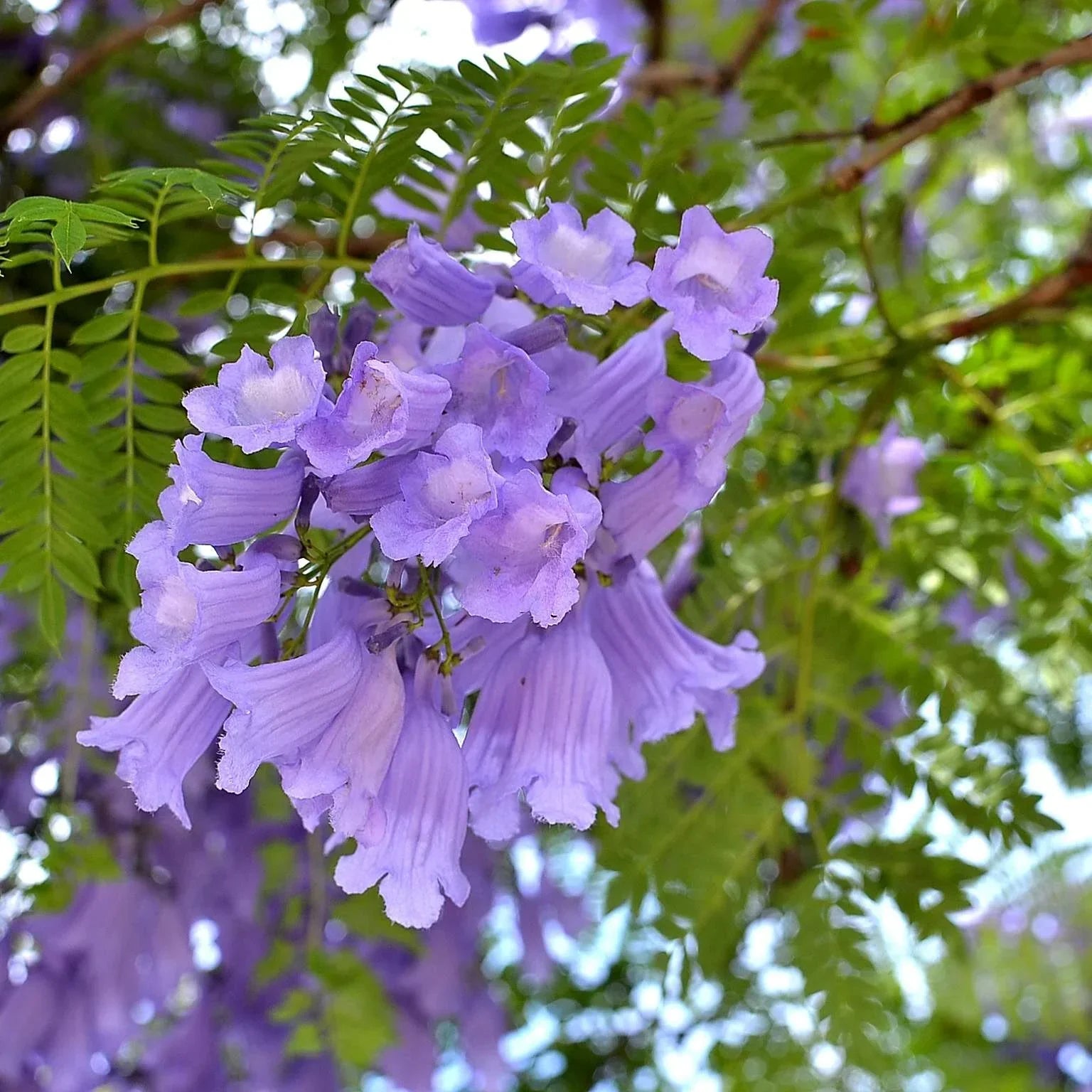 Purple Jacaranda Flower seeds for Planting - Bright Blooms, Heirloom & GMO Free Seeds for Home Garden