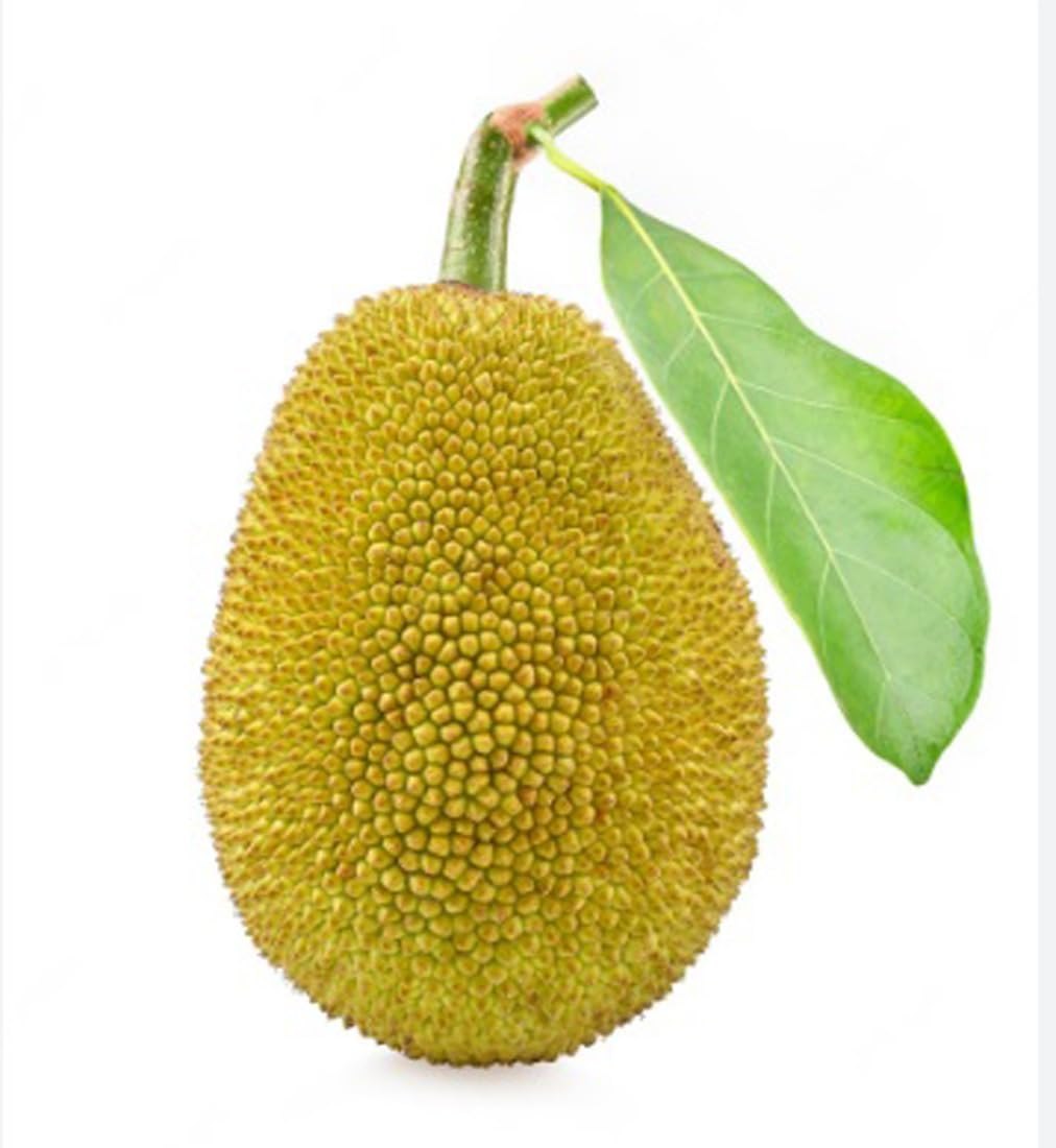 Jackfruit tree growth in tropical garden