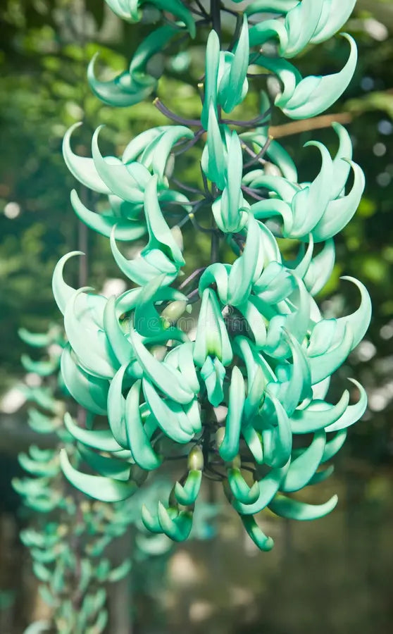 Endangered Jade Flower seeds for Planting - Seasonal Bloomer, Heirloom & GMO Free Seeds for Home Garden