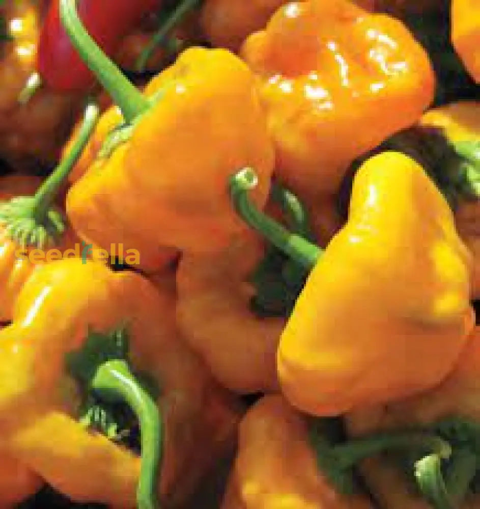 Jamaican Scotch Bonnet Pepper Seeds For Planting  Hot Variety Flower