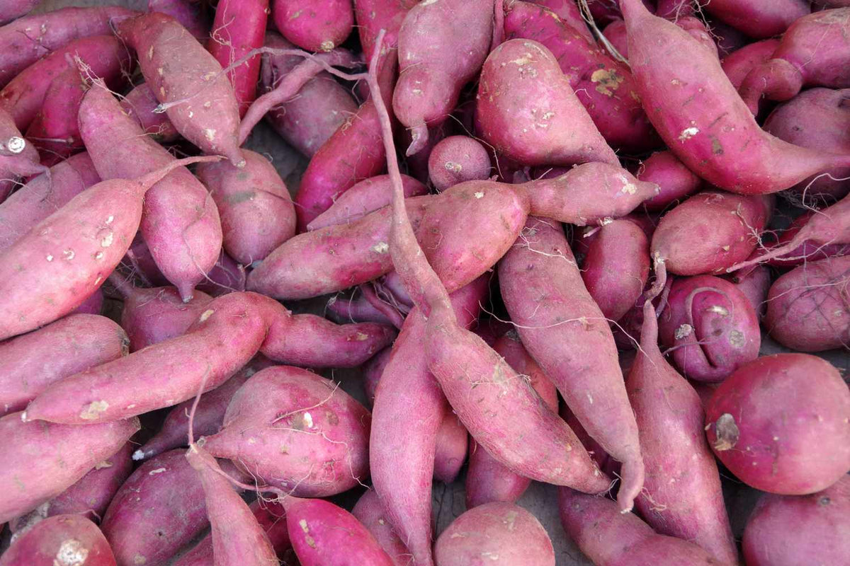 Dark Pink Sweet Potato Seeds for Planting - Grow Your Own Vegetables for Planting, Premium Seeds | Heirloom Non-GMO - Evergrowseeds