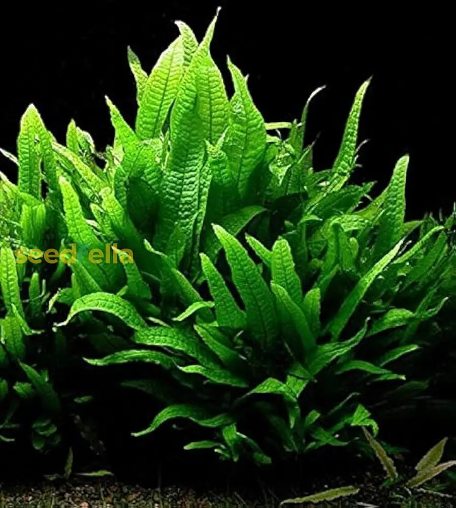 Java Fern Seeds For Easy Planting Plant Seeds