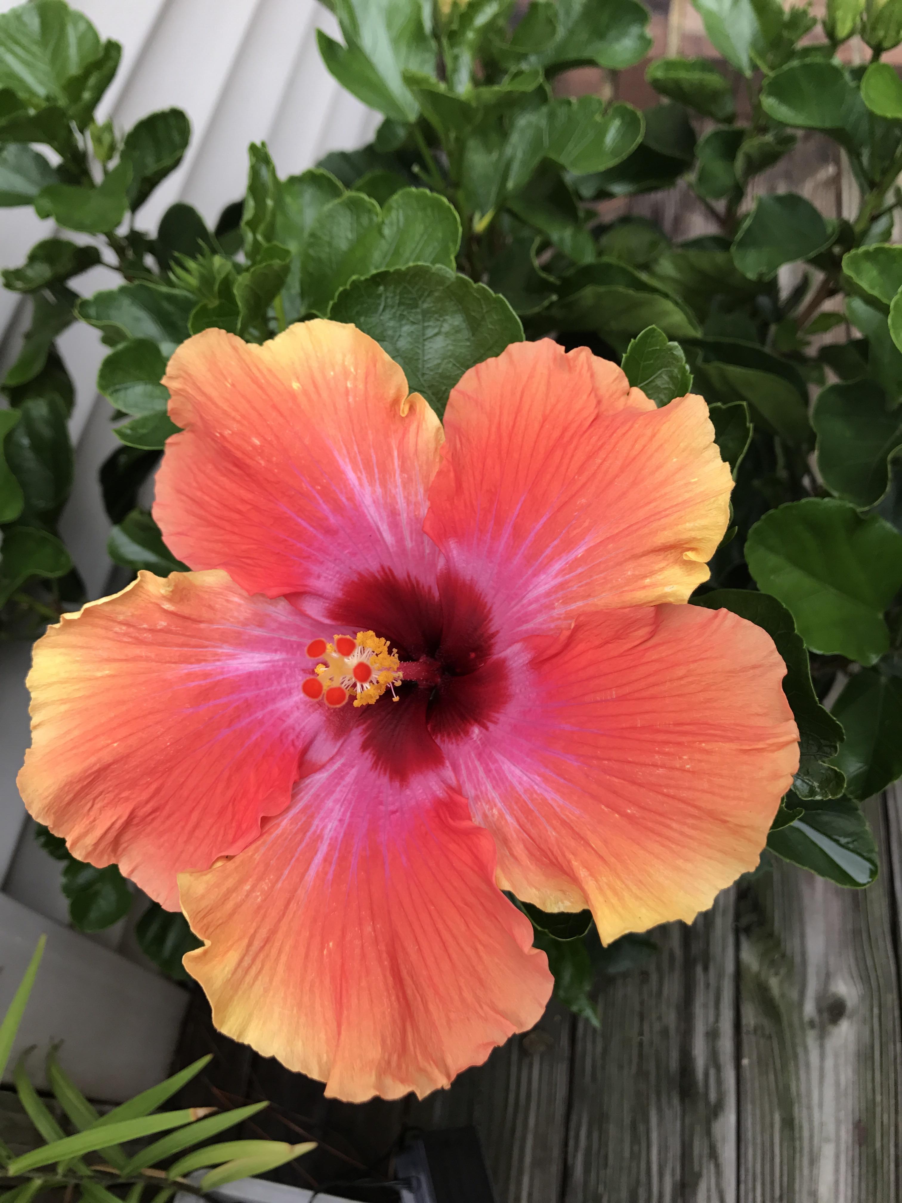 Hibiscus Flower Seeds in Orange Flower seeds for Planting - Low Maintenance, Heirloom & GMO Free Seeds for Home Garden