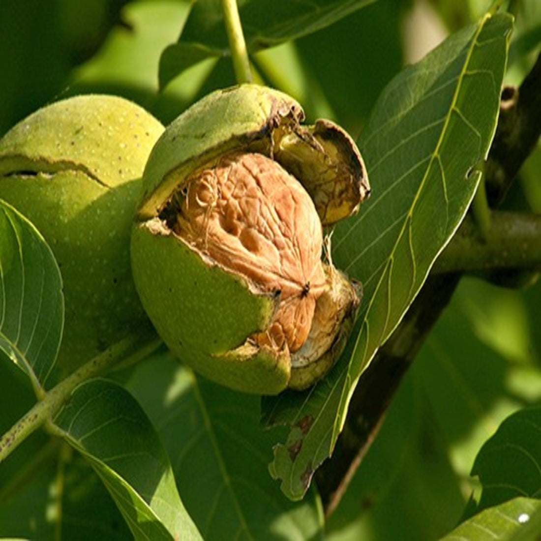 Green Walnut Fruit Planting Seeds - Nutritious Seeds for Home Gardening & Sustainable Planting - Evergrowseeds