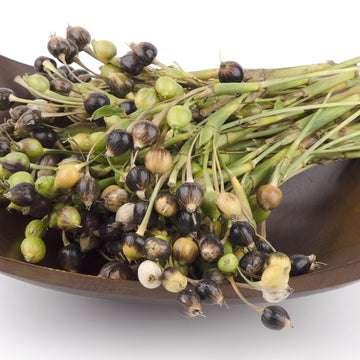 Job’s Tears Seeds – Organic Heirloom Coix lacryma-jobi for Herbal Gardens