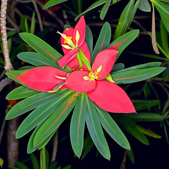 Red Euphorbia Flower seeds for Planting - Cottage Garden Essential, Heirloom & GMO Free Seeds for Home Garden