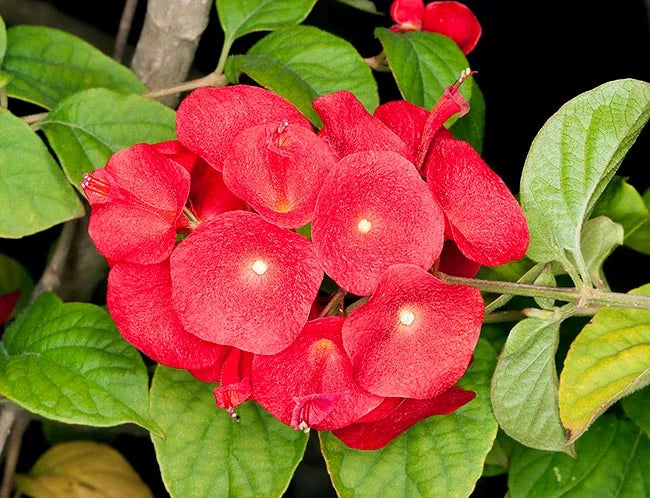 Heirloom Holmskioldia Flower seeds for Planting Cut Flower Favorite Heirloom & GMO Free Seeds for Home Garden