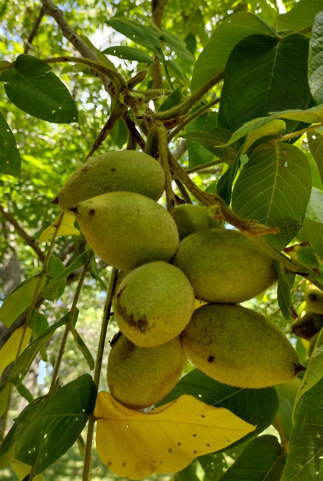 Butternut Tree Seeds - Juglans cinerea Hardy White Walnut Nut Tree