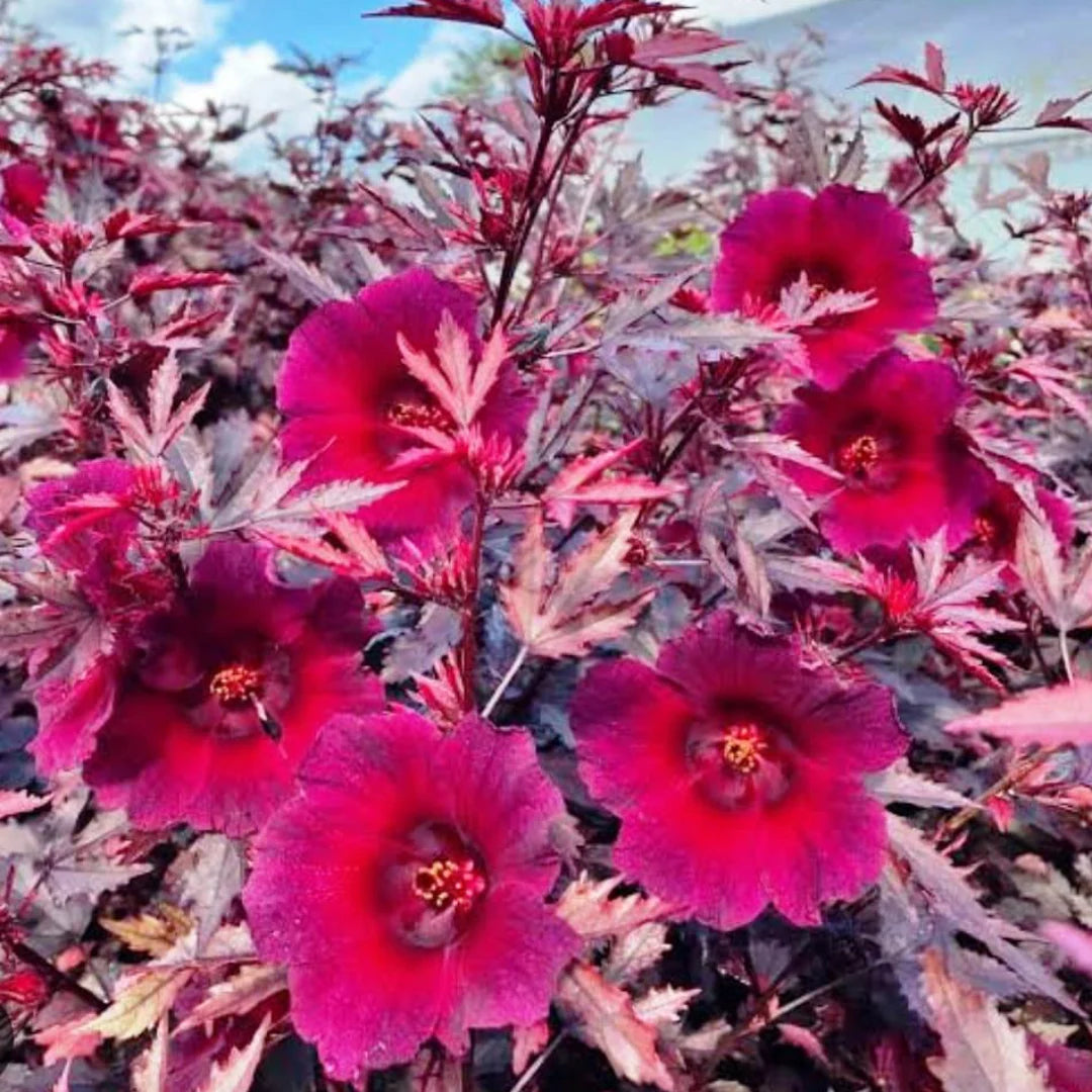 Maroon Hibiscus Flower seeds for Planting - Wildflower Mix, Heirloom & GMO Free Seeds for Home Garden
