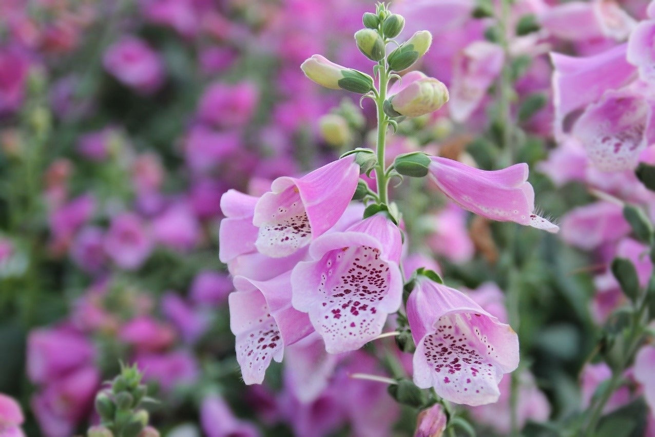 Pink Climbing Foxglove Flower Seeds for Planting - Stunning Biennial Blooms