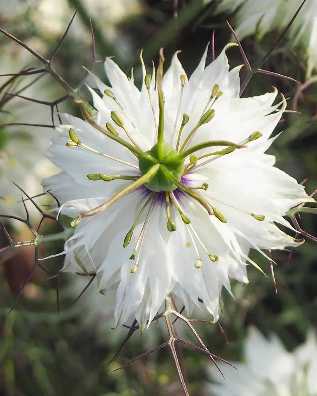 Mixed Nigella Damascena Flower seeds for Planting - Colorful Display, Heirloom & GMO Free Seeds for Home Garden