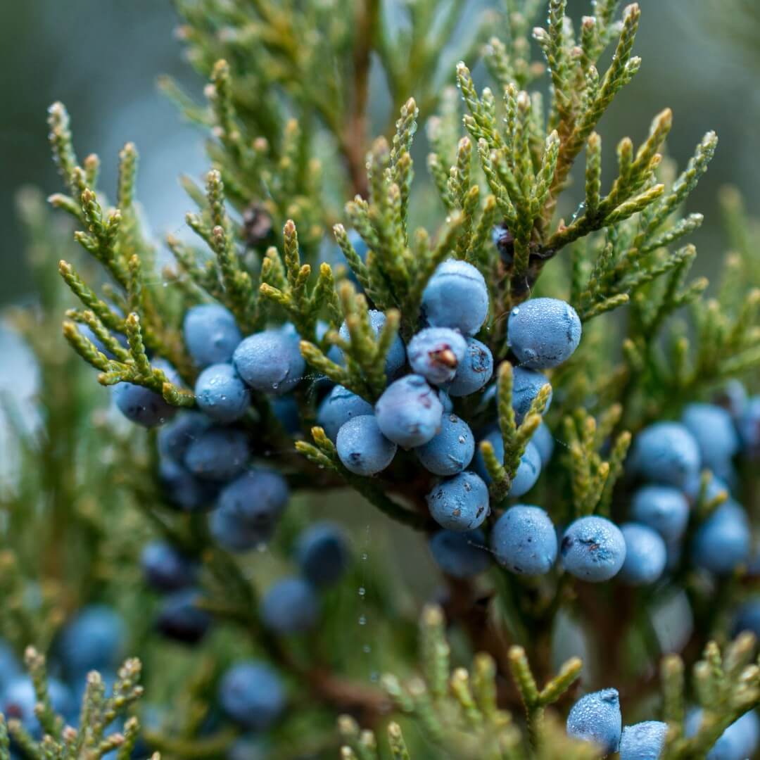 Black Juniper Berry Seeds for Planting Perennial Fruit Seeds for Home Gardens, Raised Beds & Containers