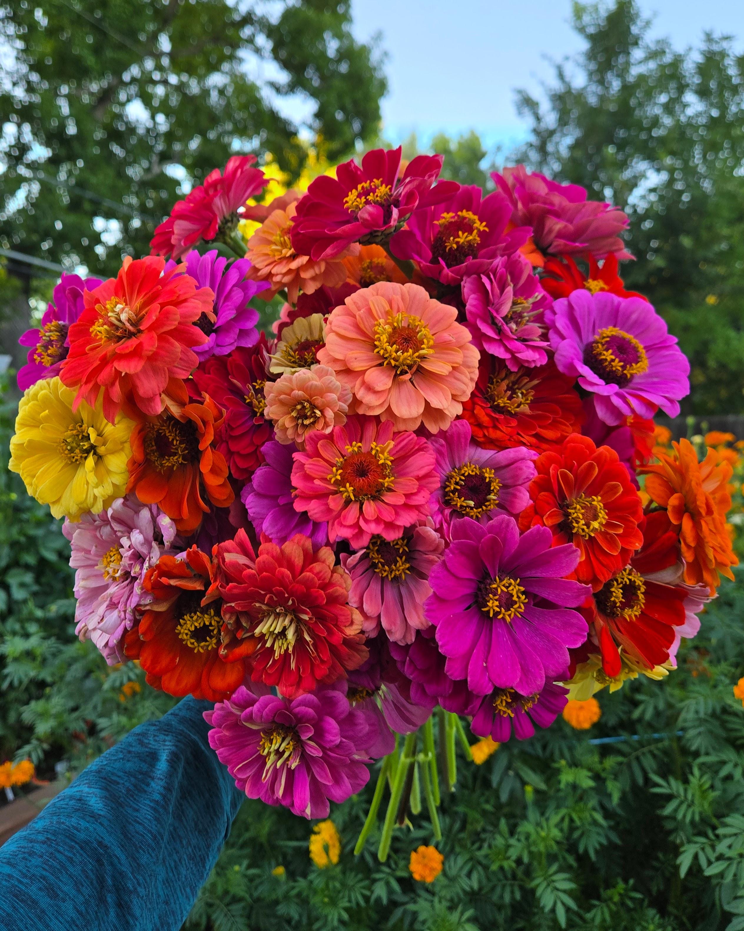 Zowie Flower Planting Seeds for Vibrant Blooms and Thriving Gardens - Seed for Your Colorful Floral Display - Evergrowseeds