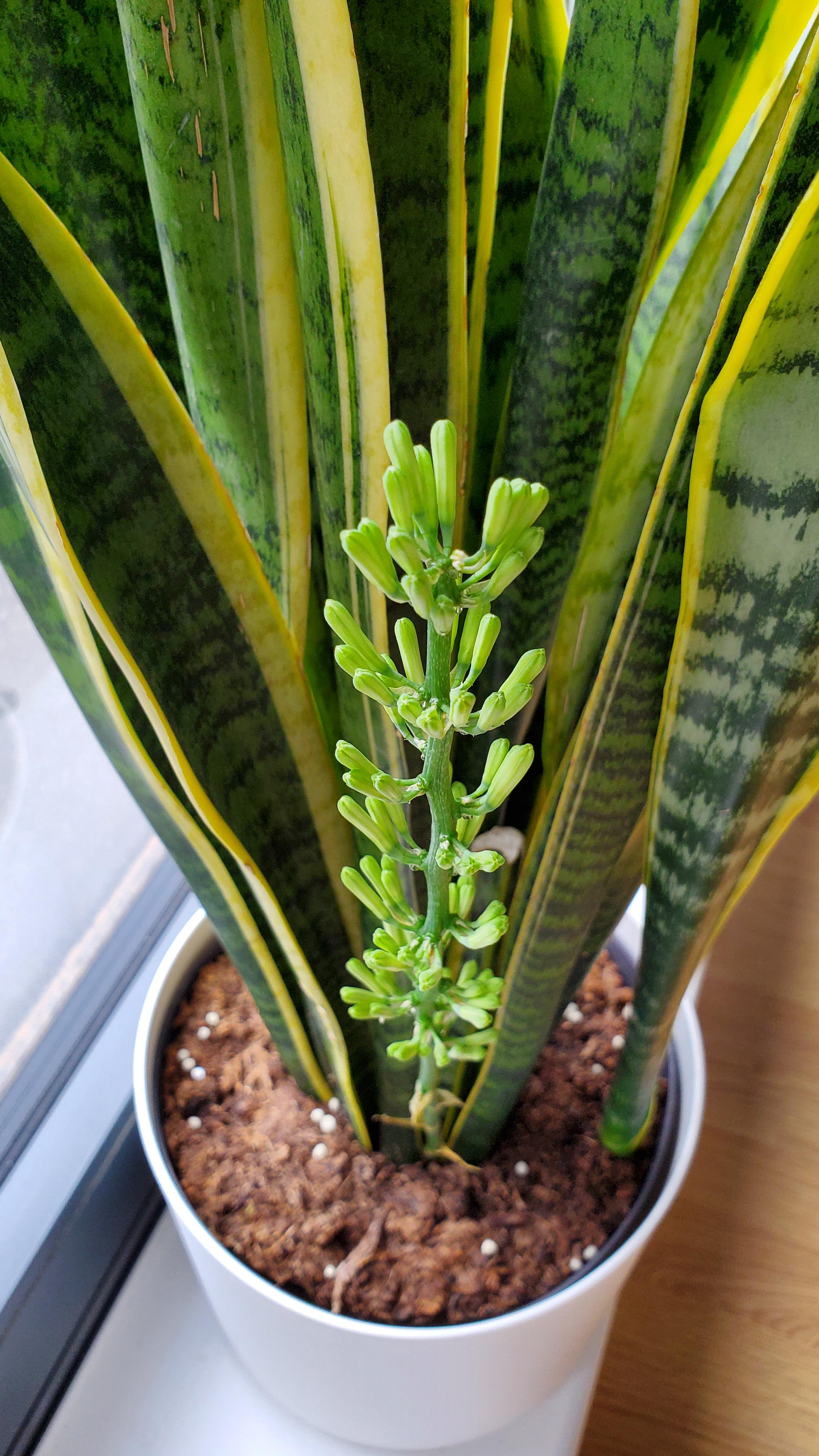 Sansevieria Flower seeds for Planting - Sun Loving, Heirloom & GMO Free Seeds for Home Garden