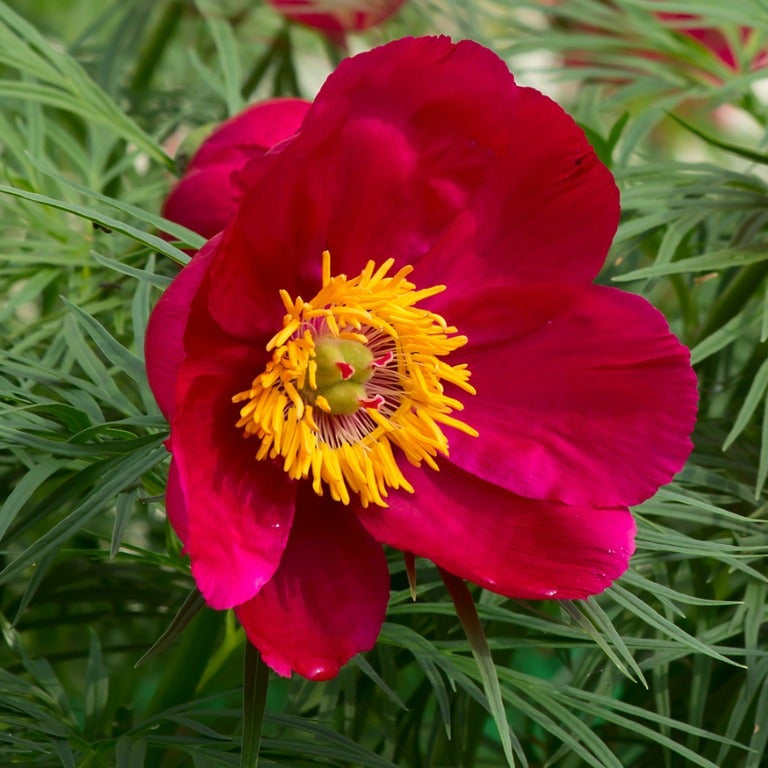 Double Flowering Fernleaf Peony Seeds for Planting - Premium Perennial Seeds
