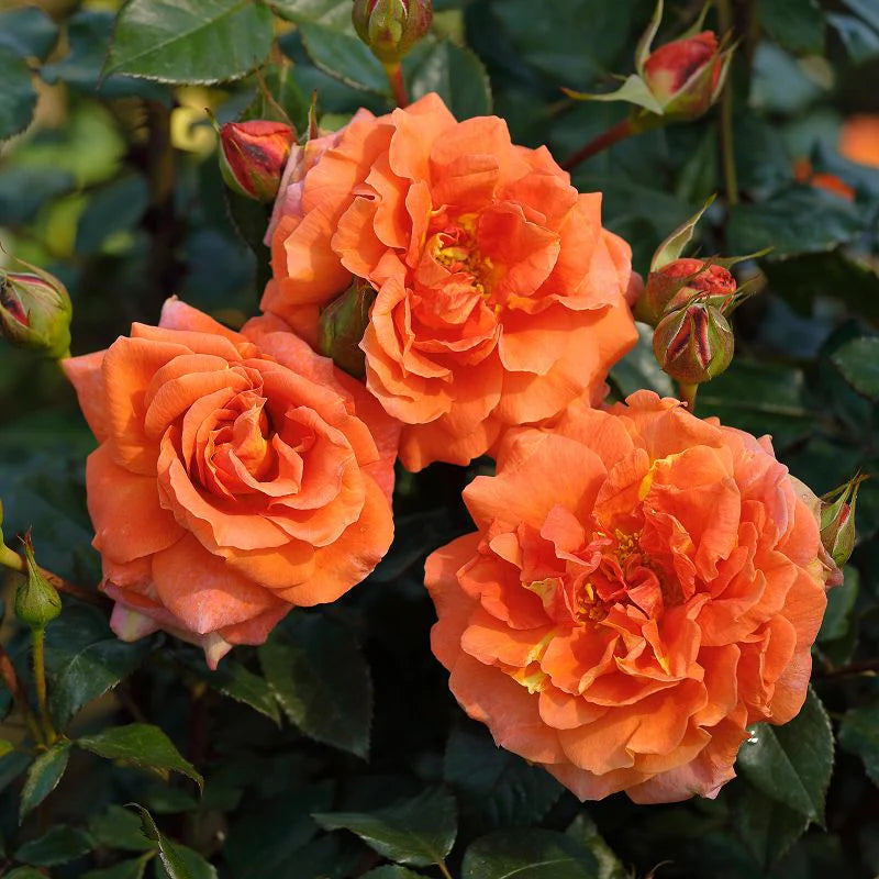 Goldish Yellow Rose Flower seeds for Planting - Drought Tolerant, Heirloom & GMO Free Seeds for Home Garden