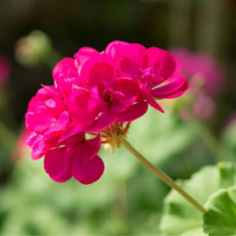 Pink Geranium Pelargonium Flower Seeds for Planting Easy to Grow Heirloom & GMO Free Seeds for Home Garden
 
 Sale