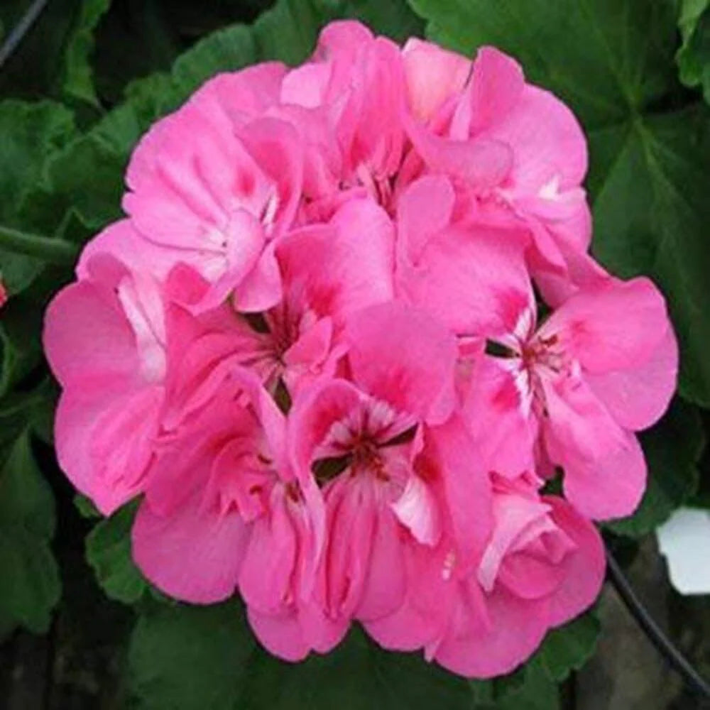 Pink Big Blooms Geranium Flower Seeds for Planting Perfect for Borders Heirloom & GMO Free Seeds for Home Garden
 
 Sale