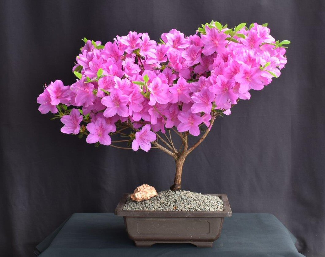 Baby Pink Simsii Bonsai Flower seeds for Planting Cottage Garden Essential Heirloom & GMO Free Seeds for Home Garden