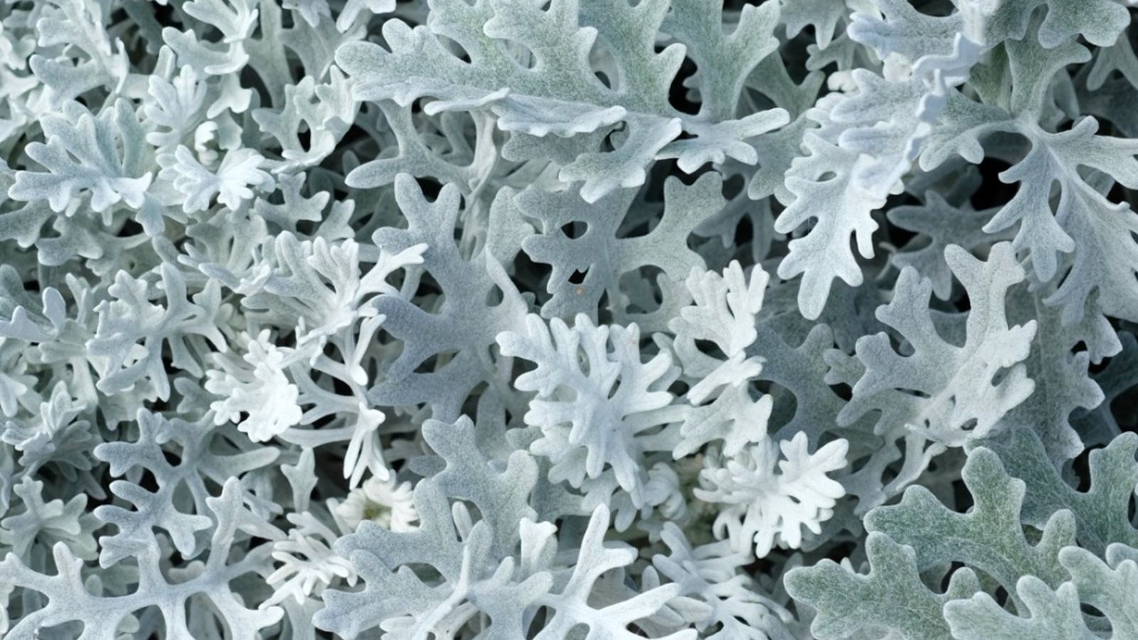 Gray Cineraria Miller Seeds for Planting