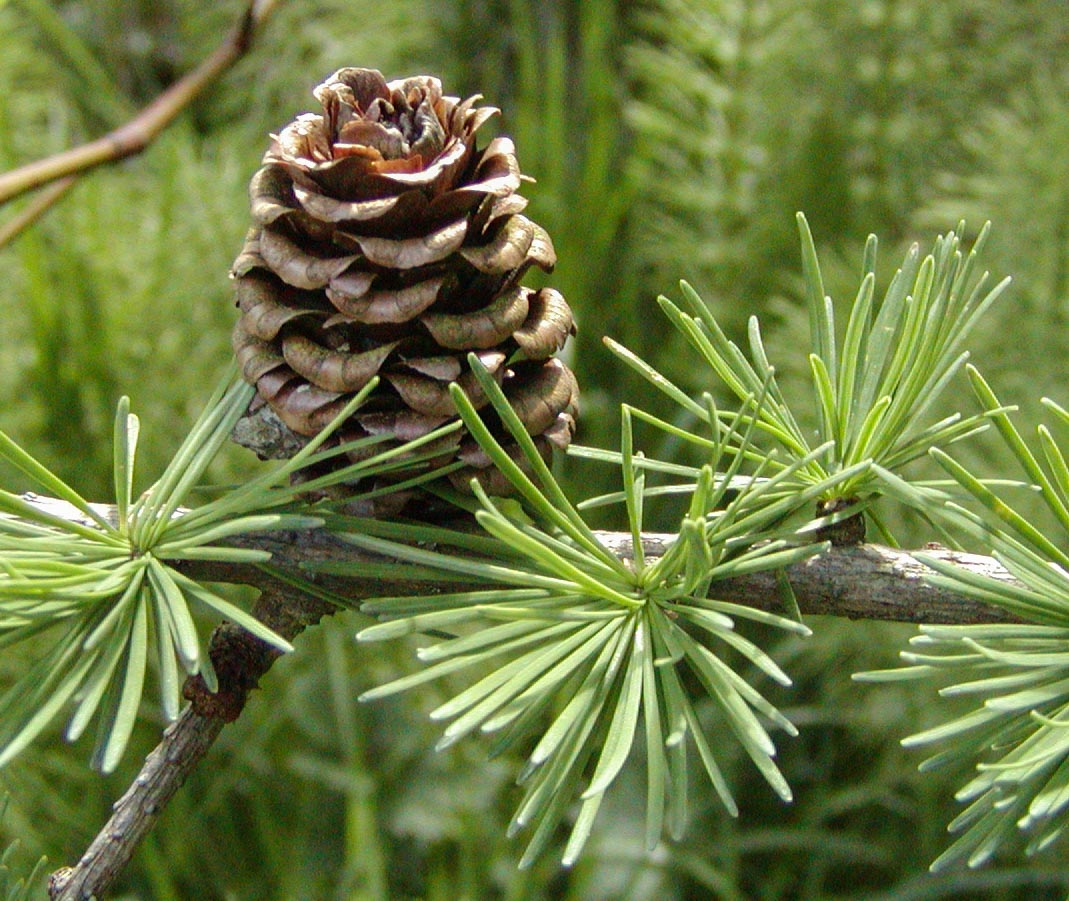Larix Kaempferi Seeds for Planting: Green Tree Variety