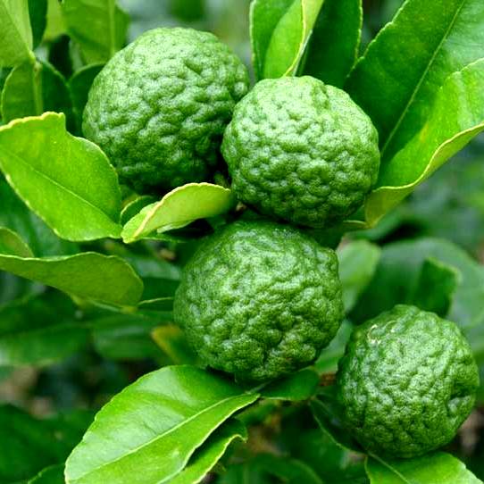 Kaffir Fruit Seeds for Planting - Perennial Citrus Trees for Fresh Fragrance and Flavor