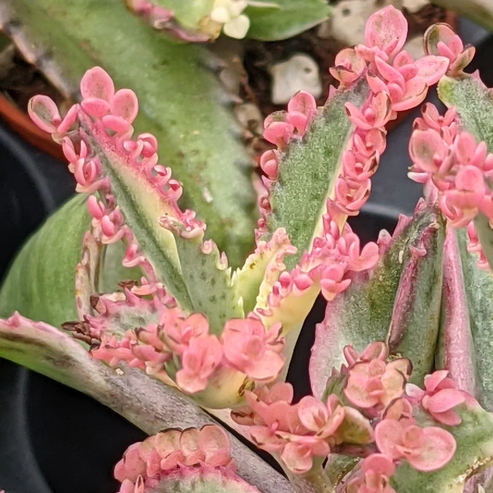 Brown Kalanchoe Bonsai Flower seeds for Planting - Cut Flower Favorite, Heirloom & GMO Free Seeds for Home Garden