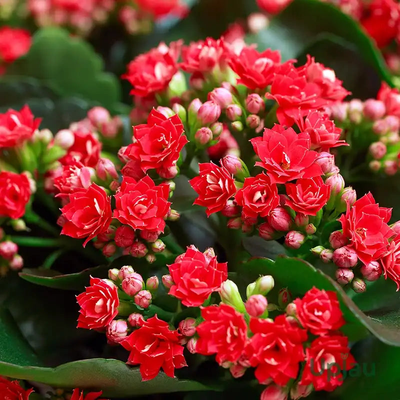 Kalanchoe Flower seeds for Planting Perfect for Borders Heirloom & GMO Free Seeds for Home Garden