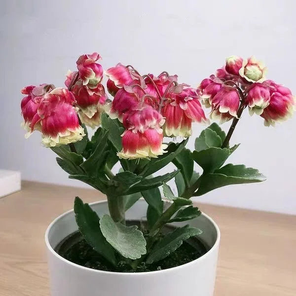 Kalanchoe Wendy Flower seeds for Planting Cottage Garden Essential Heirloom & GMO Free Seeds for Home Garden