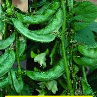 Green Lima Bean Seeds for Vegetable Planting