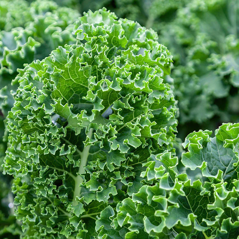 Kale leafy green seeds for planting