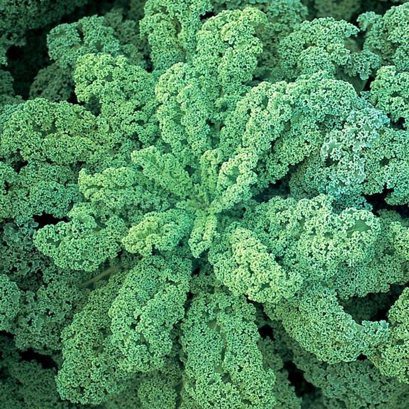 Kale seedlings sprouting in garden soil