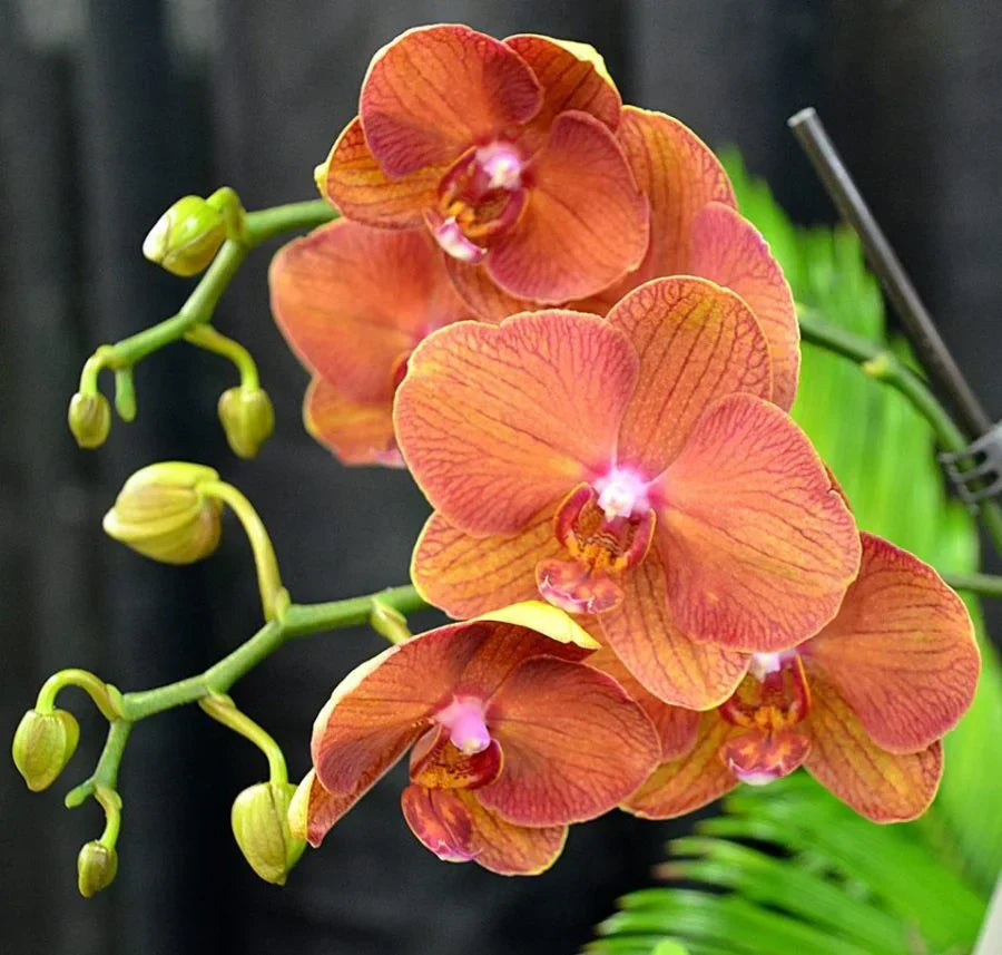 Orange Orchid Flower seeds for Planting Drought Tolerant Heirloom & GMO Free Seeds for Home Garden