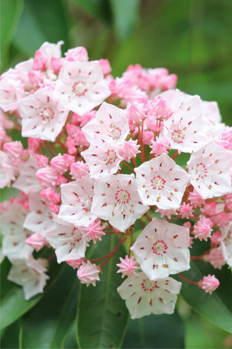 Pink Laurel Flower seeds for Planting - Premium Quality, Heirloom & GMO Free Seeds for Home Garden