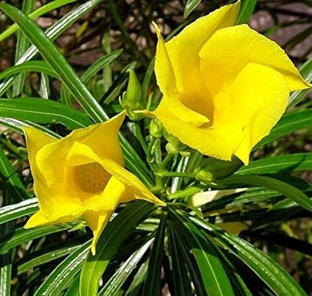 Thevetia Peruviana Flower Seeds for Planting  Vibrant Tropical Blooms