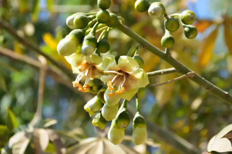 Pentandra Flower seeds for Planting - Cut Flower Favorite, Heirloom & GMO Free Seeds for Home Garden