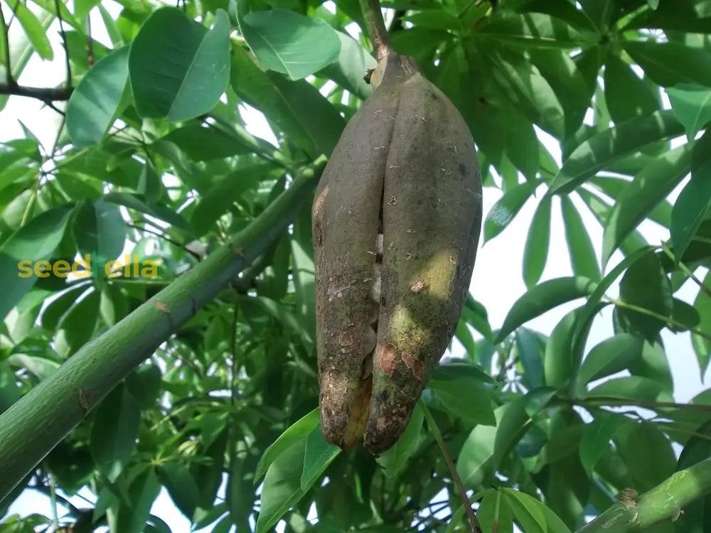 Kapok Tree Seeds Planting Guide: Tips For Successful Growth Plant Seeds