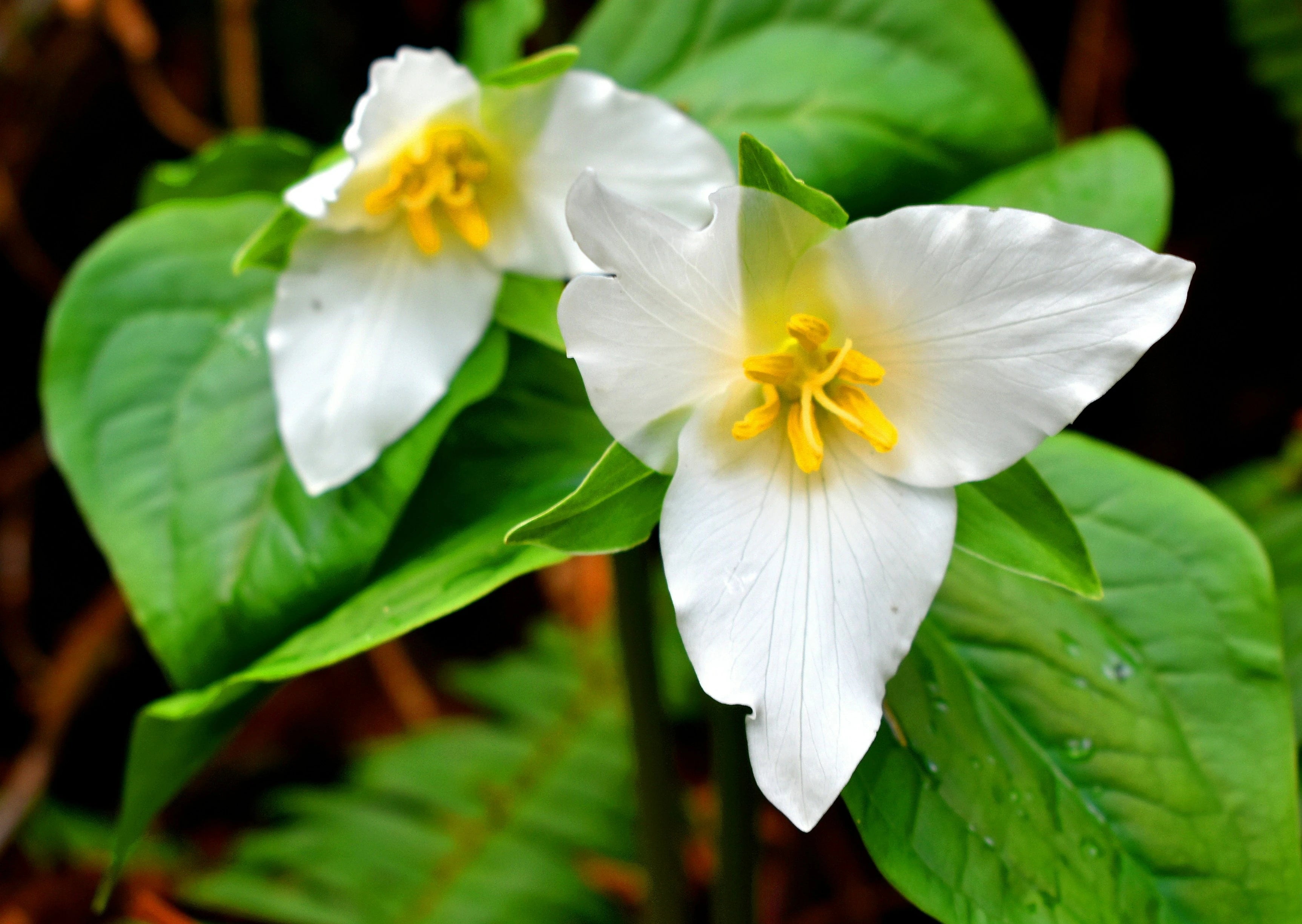 Trillium Flower seeds for Planting Premium Quality Heirloom & GMO Free Seeds for Home Garden