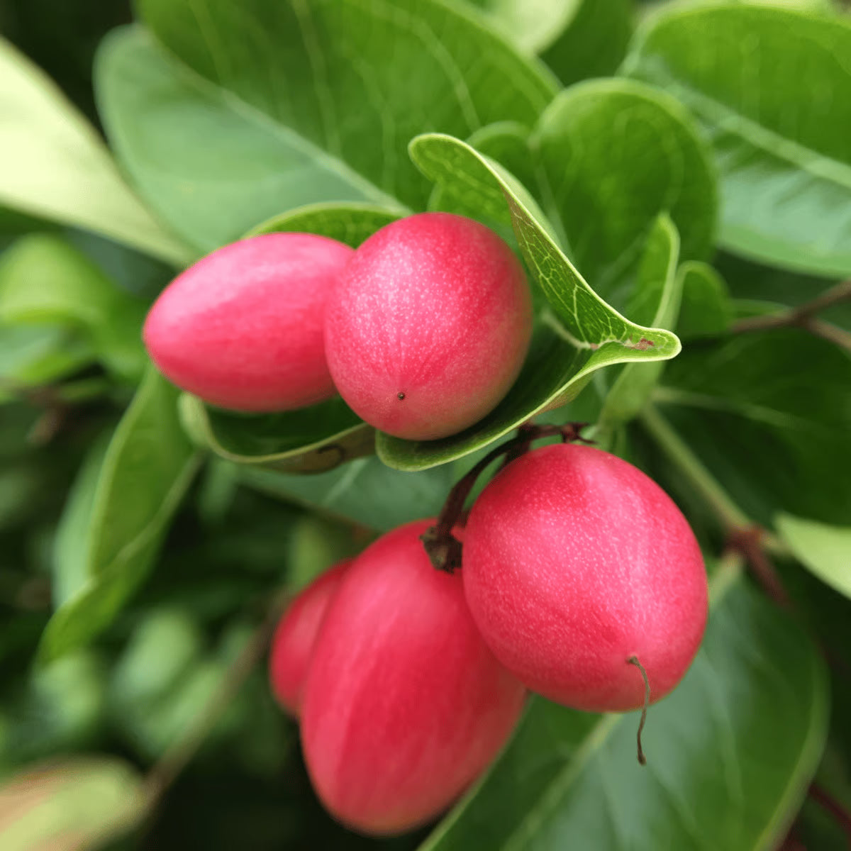 Carandas Fruit Seeds: Essential Planting Guide
