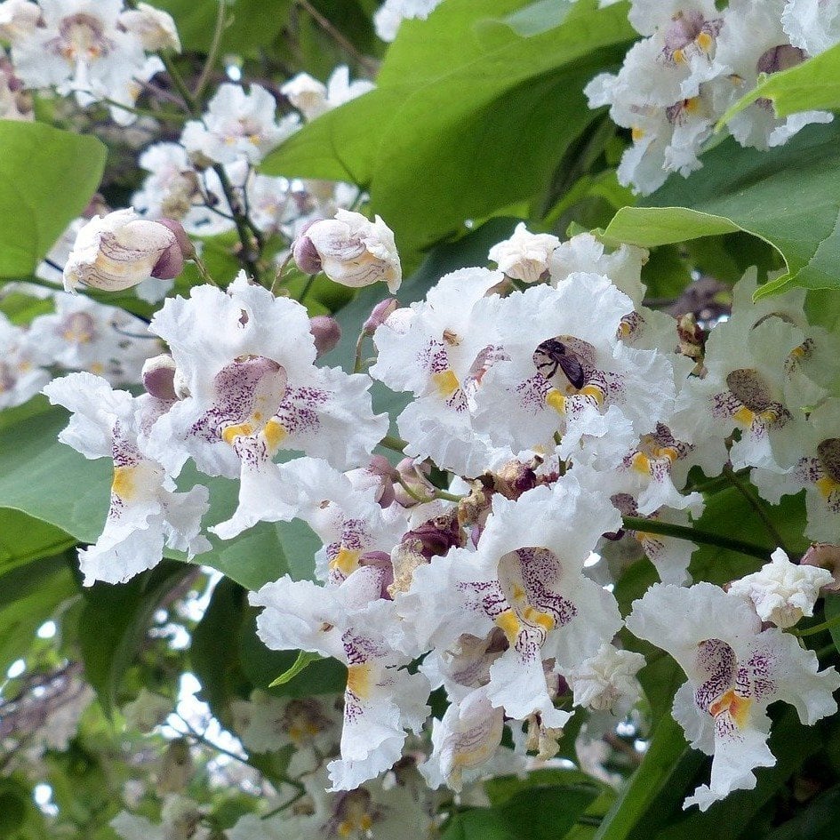 Catalpa Flower seeds for Planting - Drought Tolerant, Heirloom & GMO Free Seeds for Home Garden