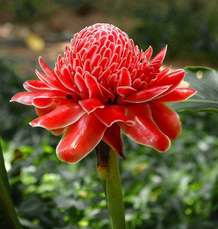 Rainbow Torch Ginger Flower seeds for Planting - Premium Quality, Heirloom & GMO Free Seeds for Home Garden