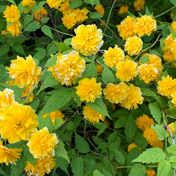 Yellow Kerria Japonica Flower Seeds Planting