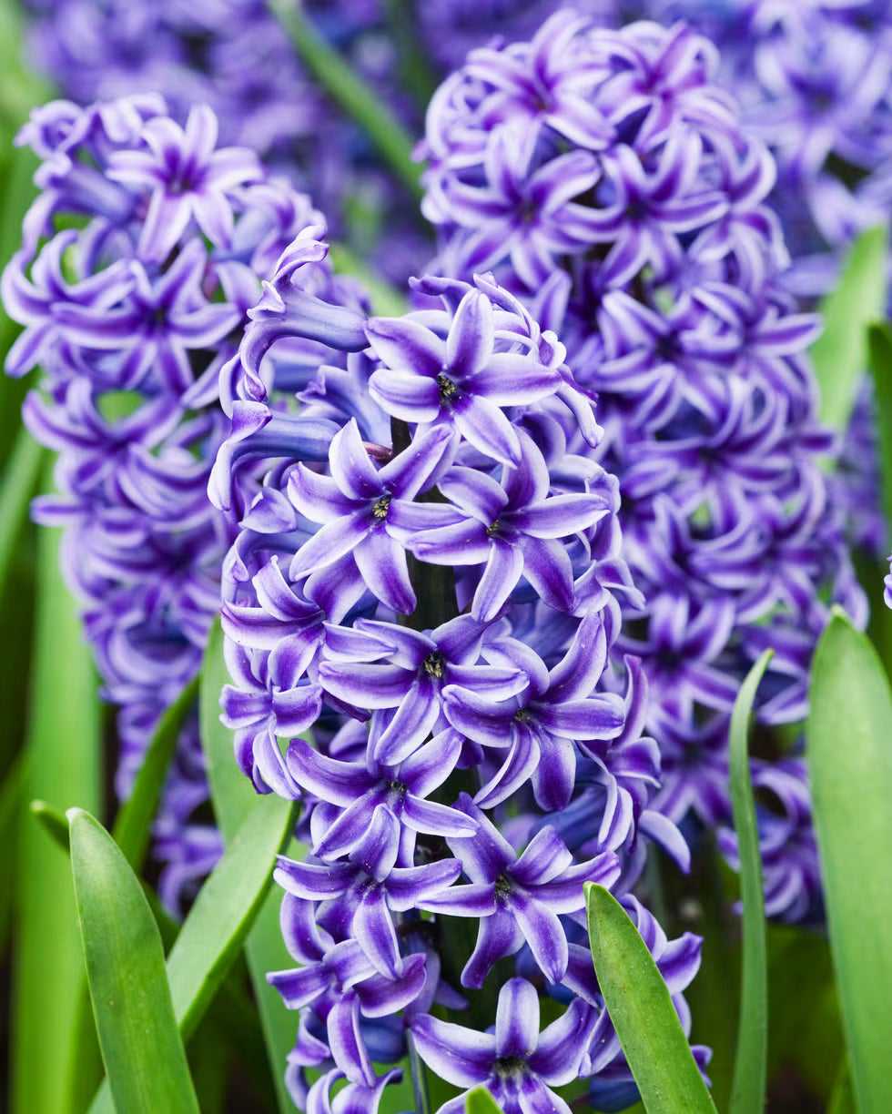 Blue Hyacinthus Flower seeds for Planting - Wildflower Mix, Heirloom & GMO Free Seeds for Home Garden