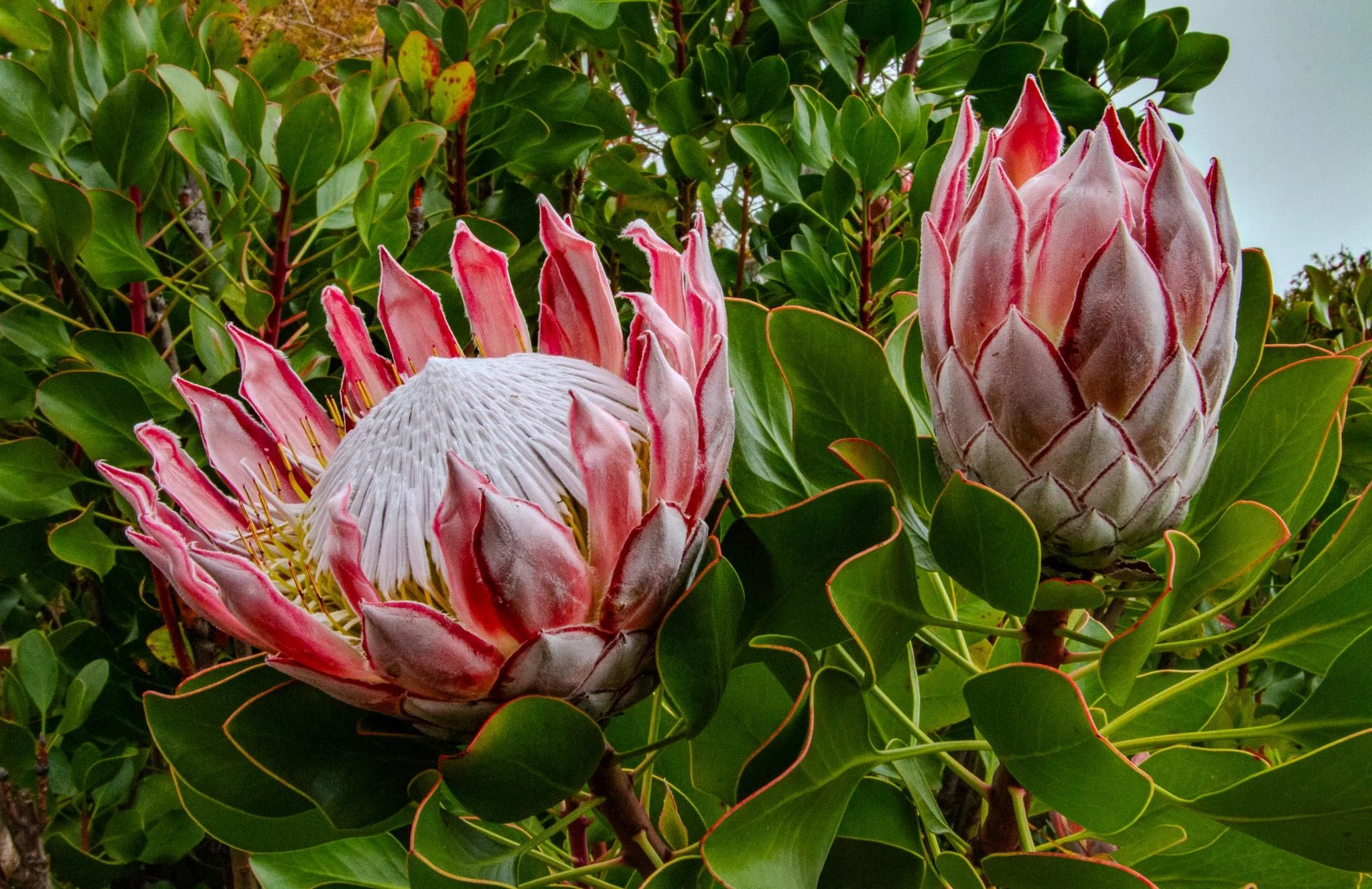 Pink White Protea Flower seeds for Planting - Wildflower Mix, Heirloom & GMO Free Seeds for Home Garden